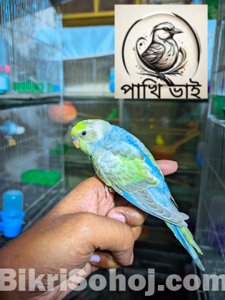 Rainbow Baby Bird রেইনবো বেবি বার্ড